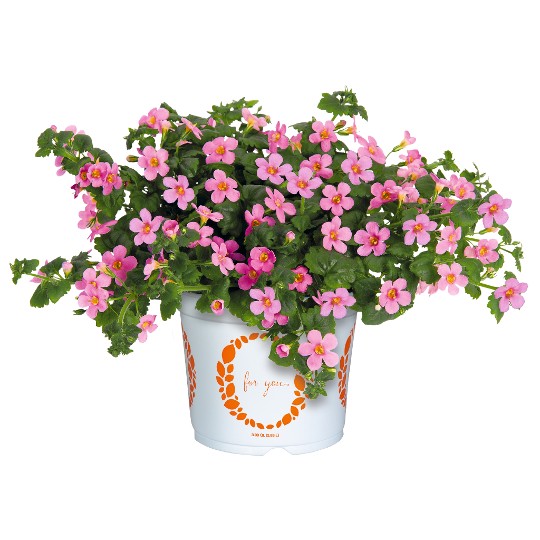 Bahia Pink