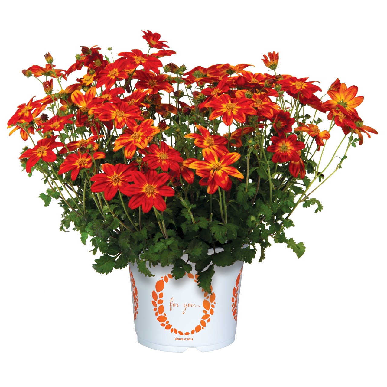 Bidy® Boom Red 2026