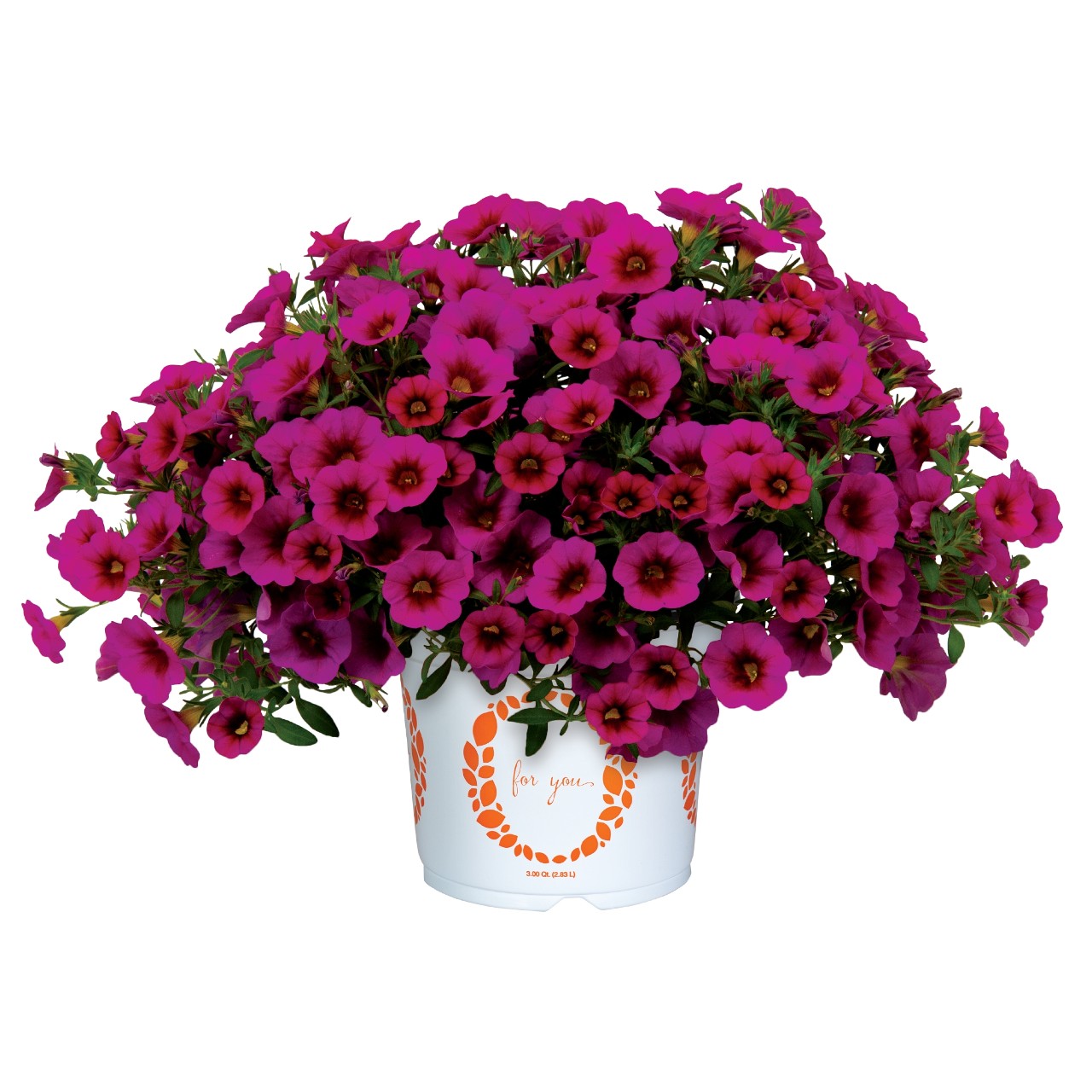 Bidy® Boom Red 2026