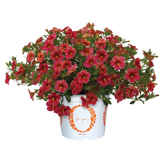 Rainbow® Red Lava