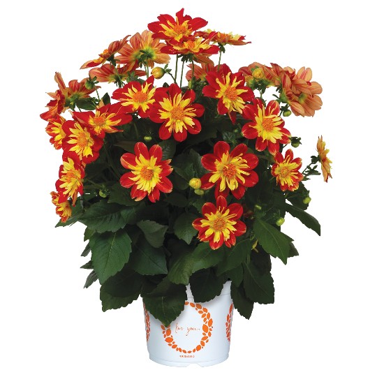 Summer Bees Red Star