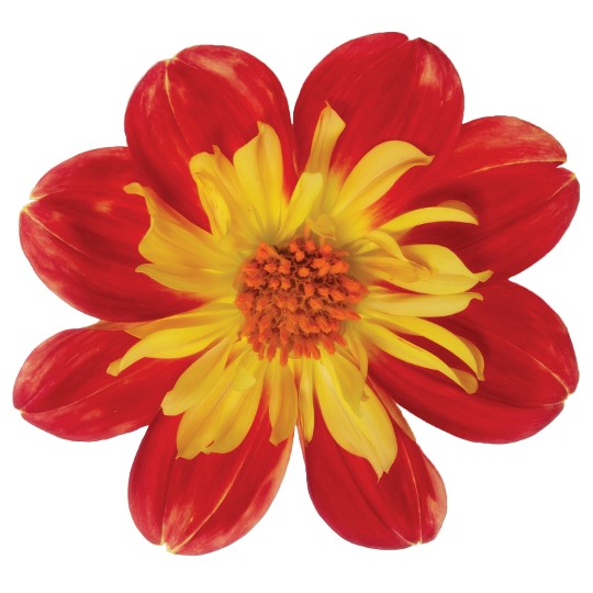 Summer Bees Red Star