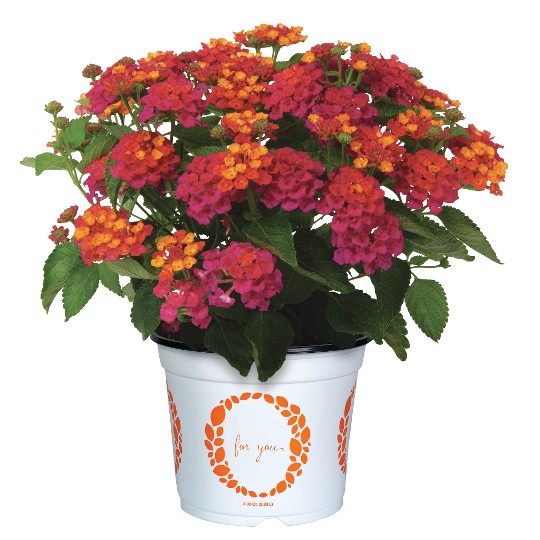 Havana® Pink Sky 2027