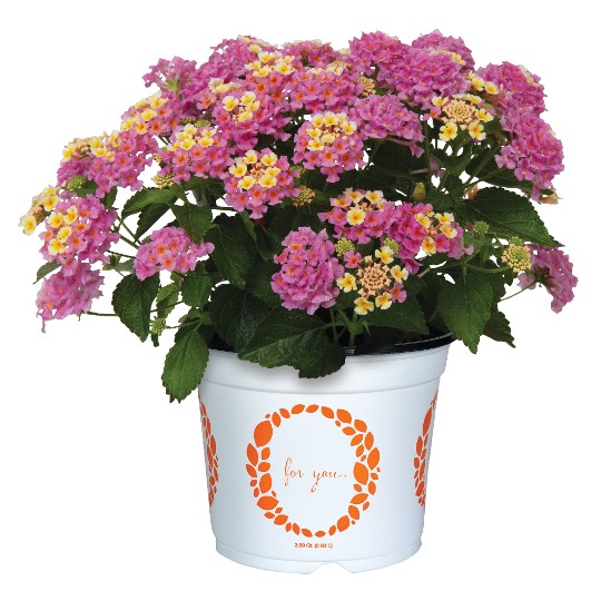 Havana® Sunrise 2027