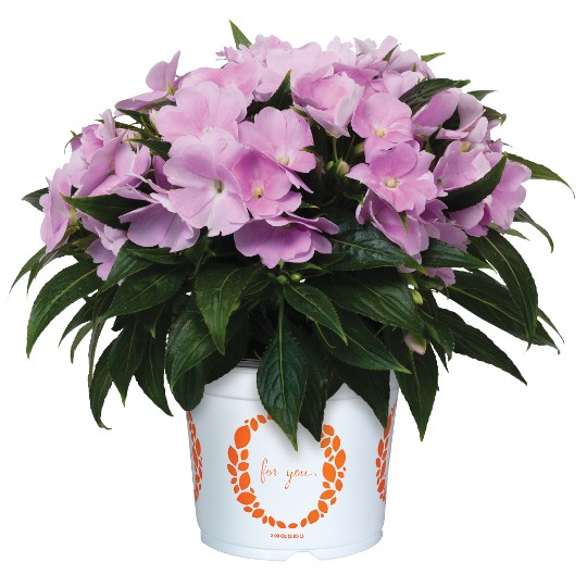 Petticoat® Light Lavender 2302