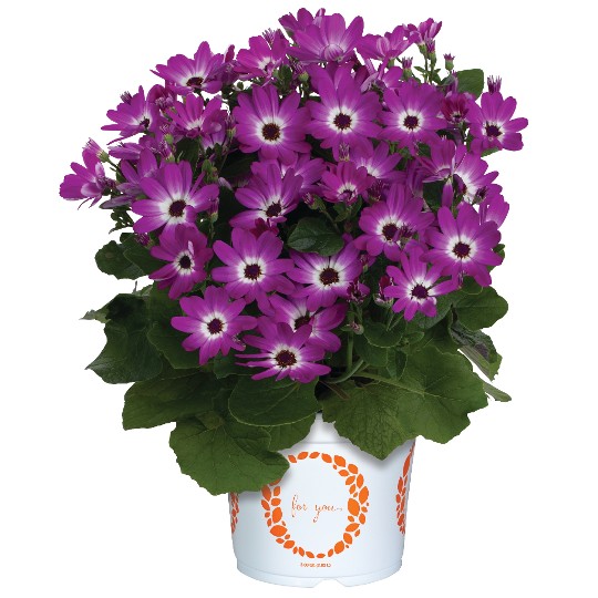 Mandala® Magenta Bicolor