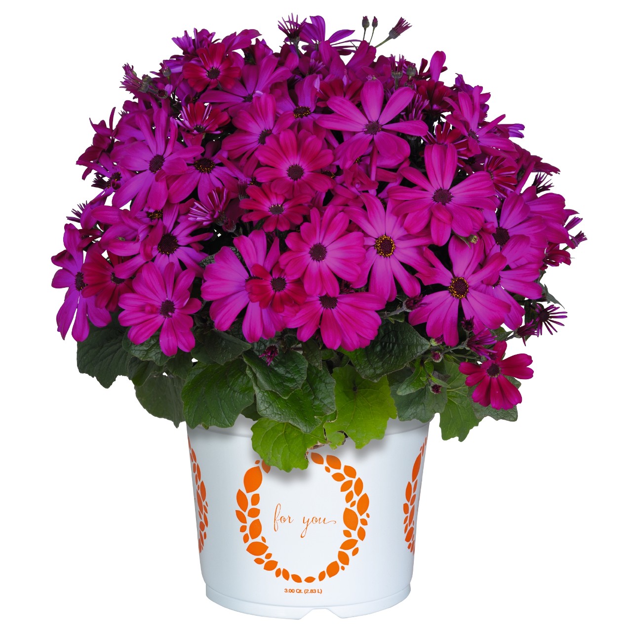 Mandala® Plus Magenta