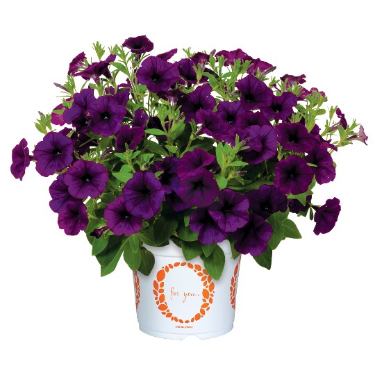 Potunia®+ Cobalt Blue 2027 Intrinsa