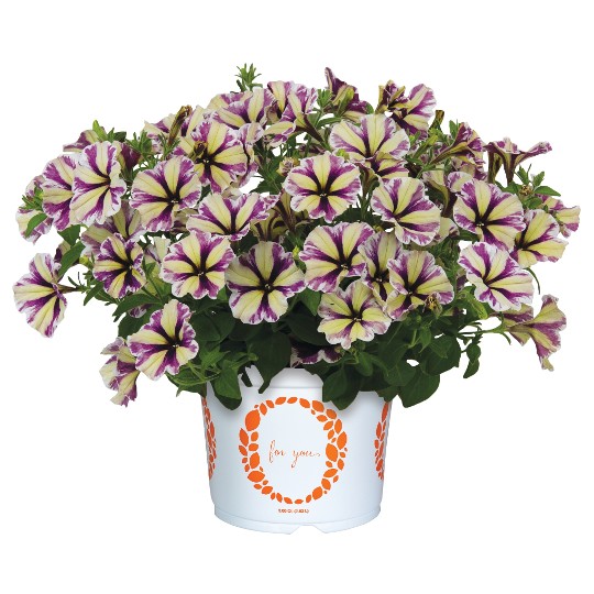 Sweetunia Violet Vortex (Intrinsa)