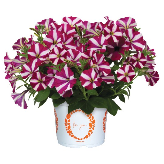 Sweetunia Windmill Burgundy (Intrinsa)