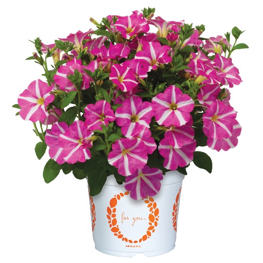 Peppy® Rose (Intrinsa)