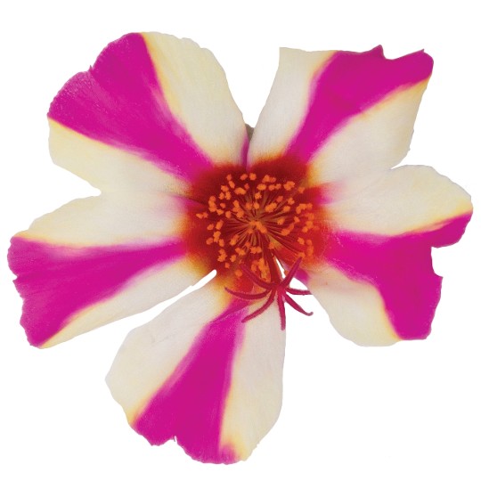 Cupcake Purple Touch 2027