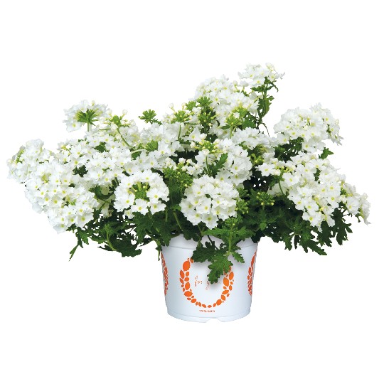 Empress® Flair White 2025