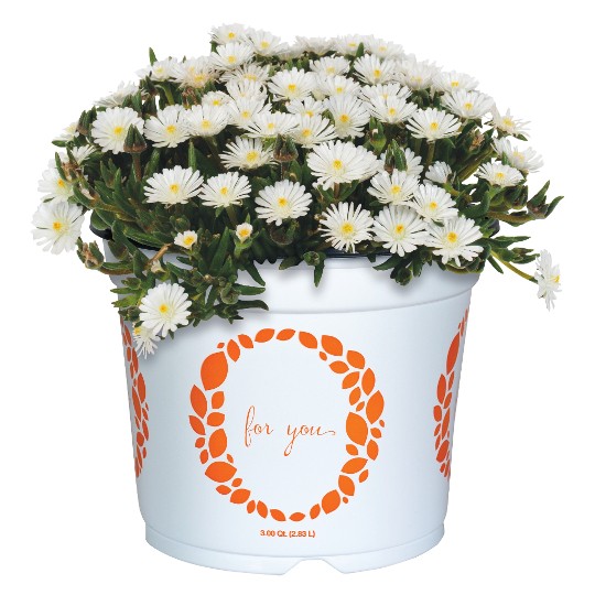 Rock Crystal White 2027