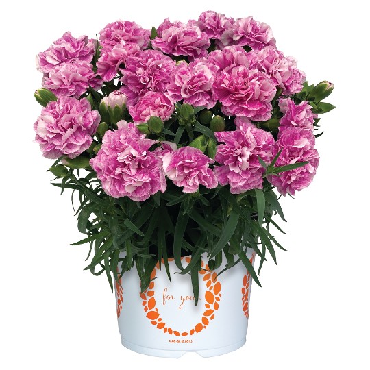 Oriental Fancy Violet