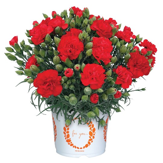 Oriental Grand Rouge