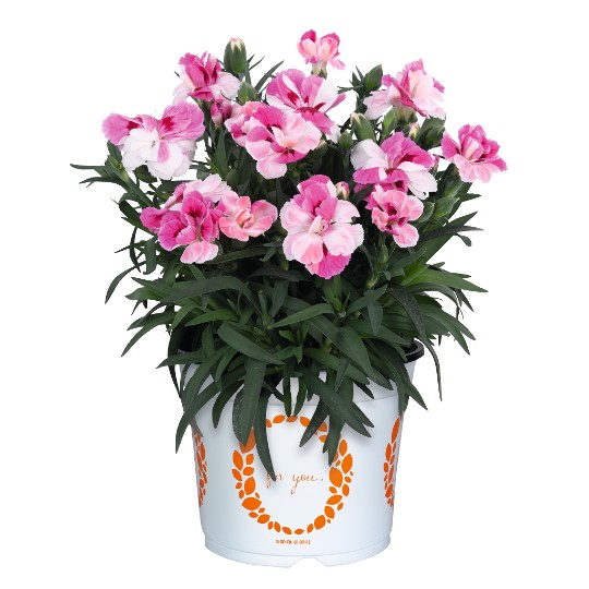 Sprint Pink & Proud®