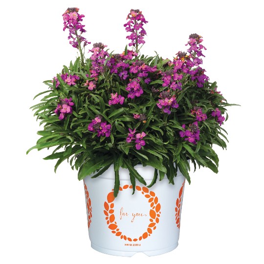 Everfrost Deep Purple