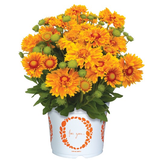 SpinTop® Mariachi Gold