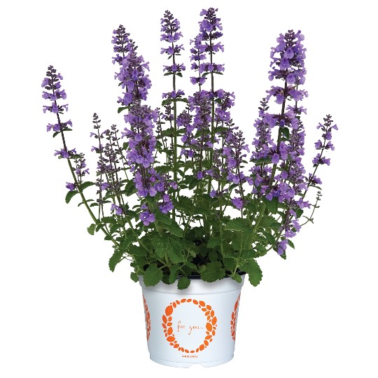 Serene Lilac