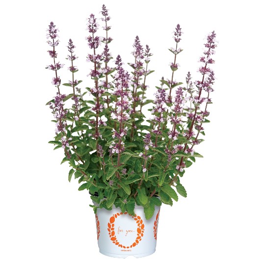 Serene Wild Orchid