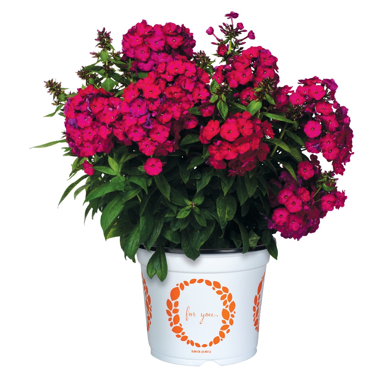 Flame® Bordeaux Red - Products - Dümmen Orange