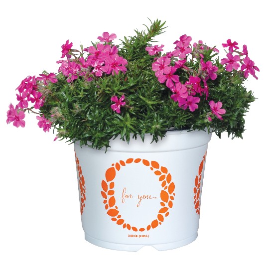 Spring� Pink 2027