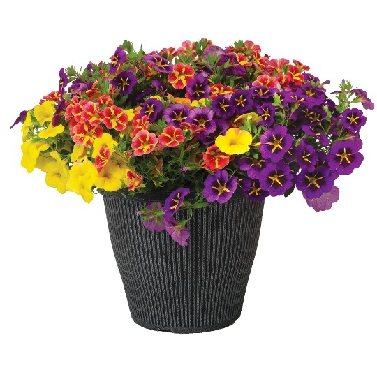 Confetti Garden® Ferris Wheel