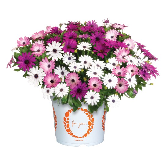Confetti Garden® Margarita Pastel Pink