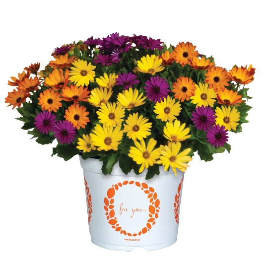 Confetti Garden® Margarita Tropical