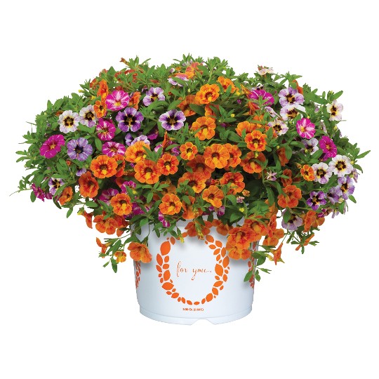 Confetti Garden® Rainbow Bright