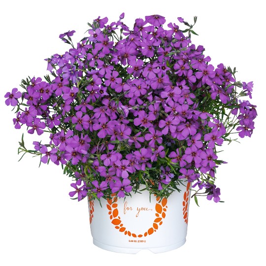 Spring® Dark Leaf Purple