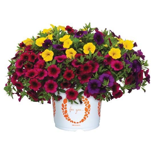 Confetti Garden® Hawaiian Toucan