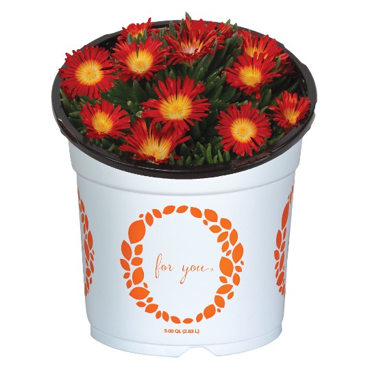 King of Desert™ Yellow