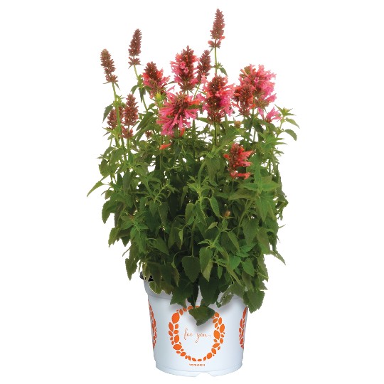 FlutterFriendly Salmon