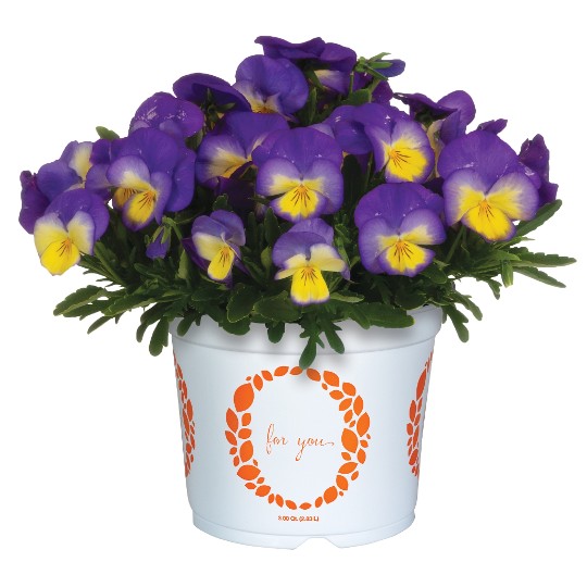 Spring Morning Violet