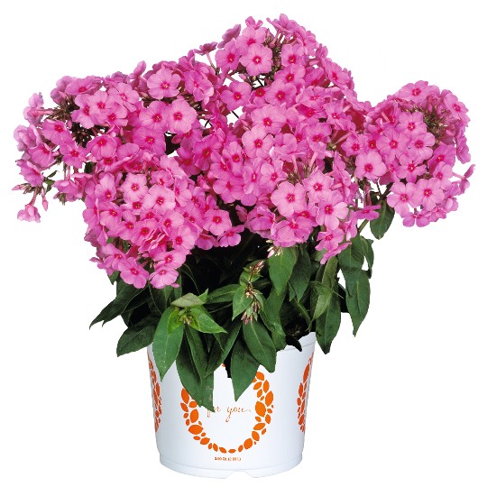 Flame® Pink Imp