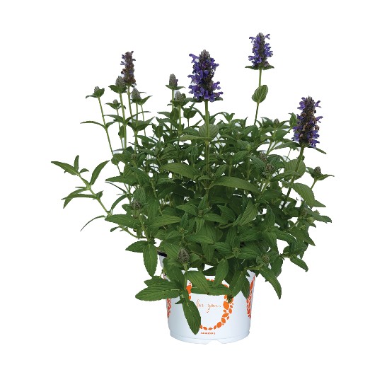 Tranquil Purple