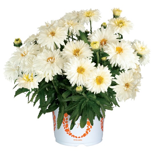 Sweet Daisy® Chloe