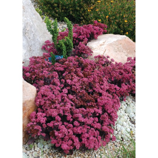 Sunsparkler® Plum Dazzled