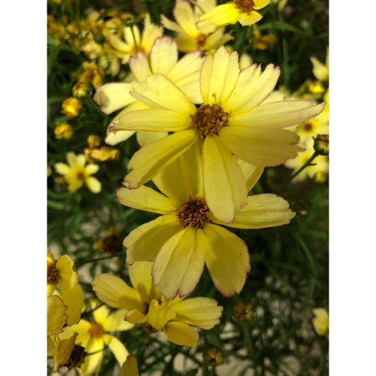 Fall Sensation Sunny Side
