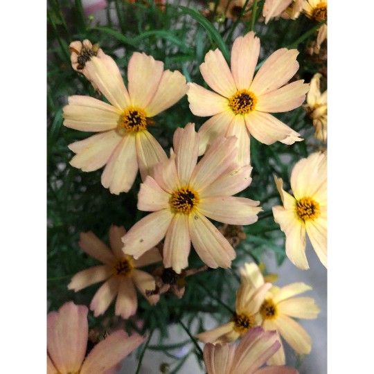 Fall Sensation Sandstone