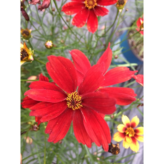 Fall Sensation Vermilion