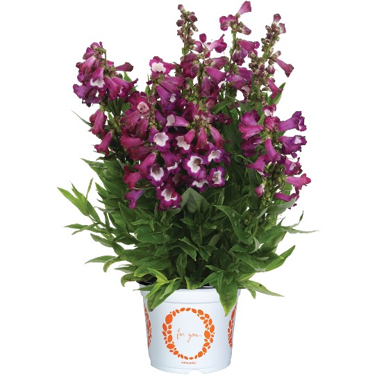 Pristine® Nightshade - Products - Dümmen Orange