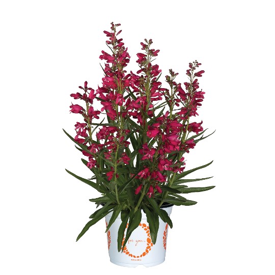 Pristine® Deep Rose Imp