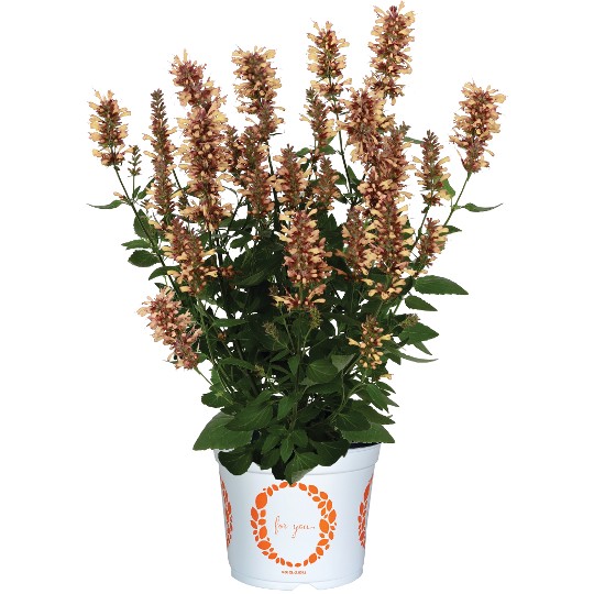 Honeysticks Sandstone