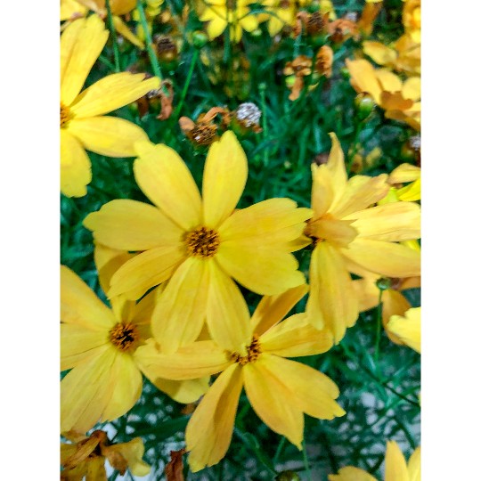 Fall Sensation Amber