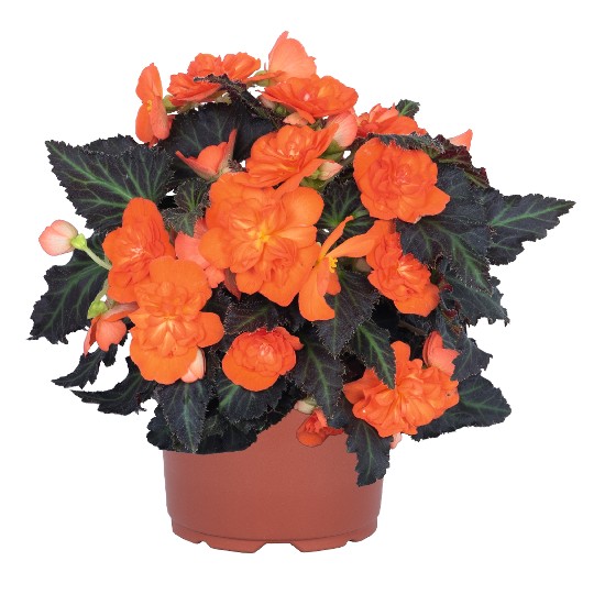 I'CONIA® Portofino Orange 52