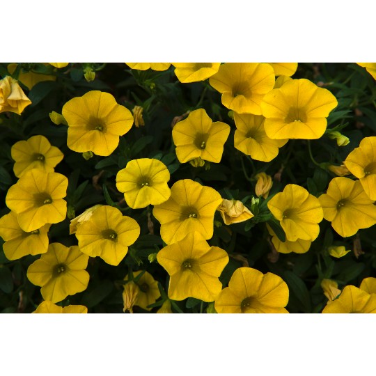 Aloha Kona Yellow 24