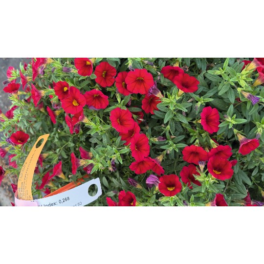 Aloha Kona Dark Red 50